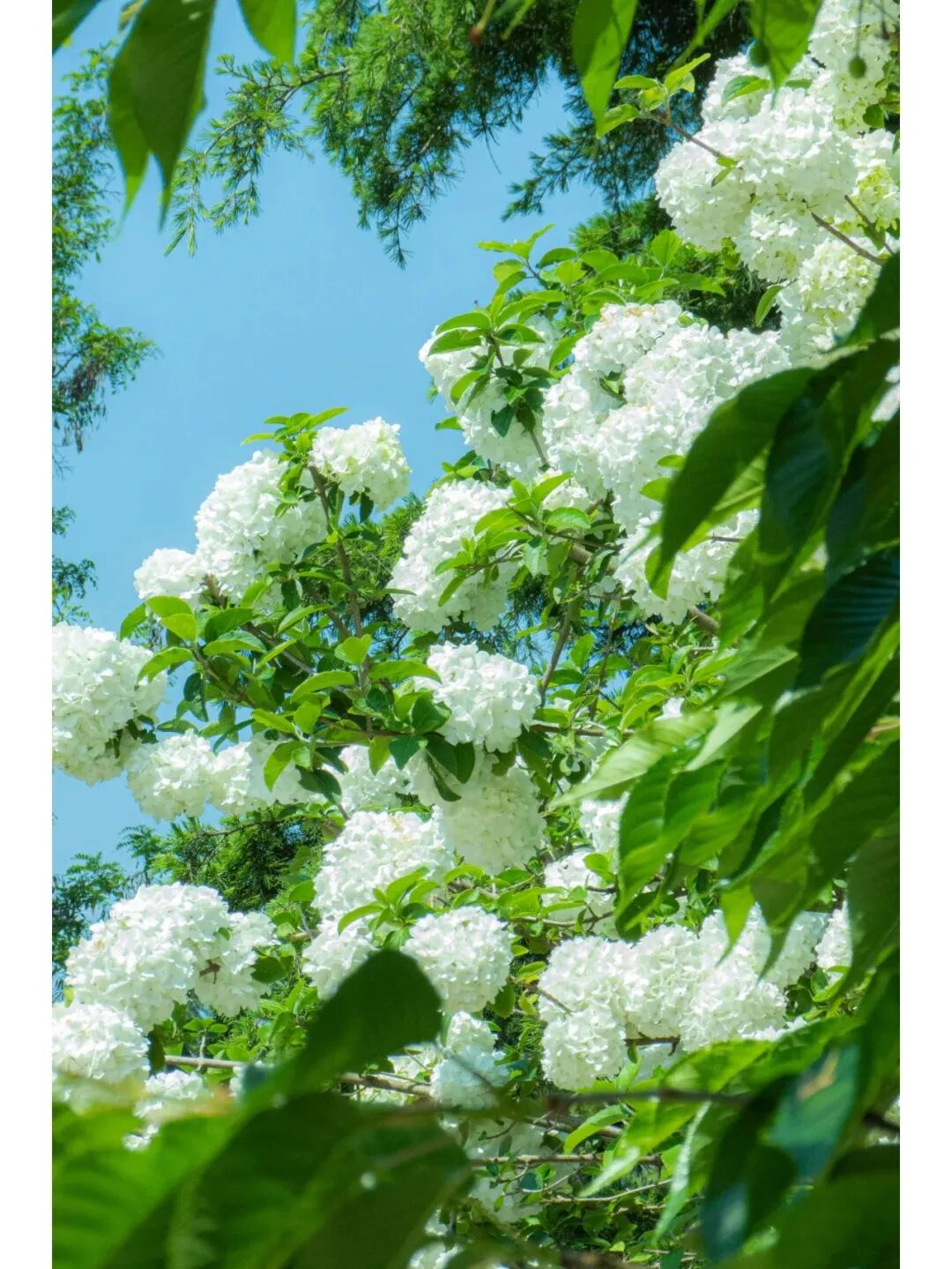 花开进度100%,青岛5月赏花指南来喽!