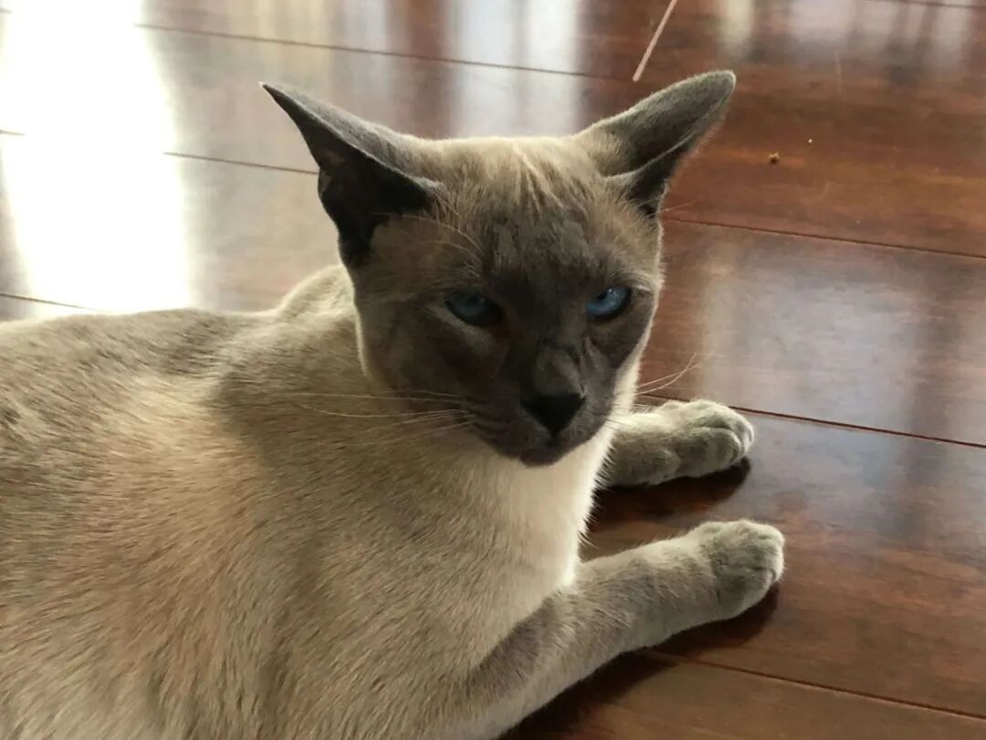 2025 养猫骗局大避雷：10 个高发坑避开一半少踩雷