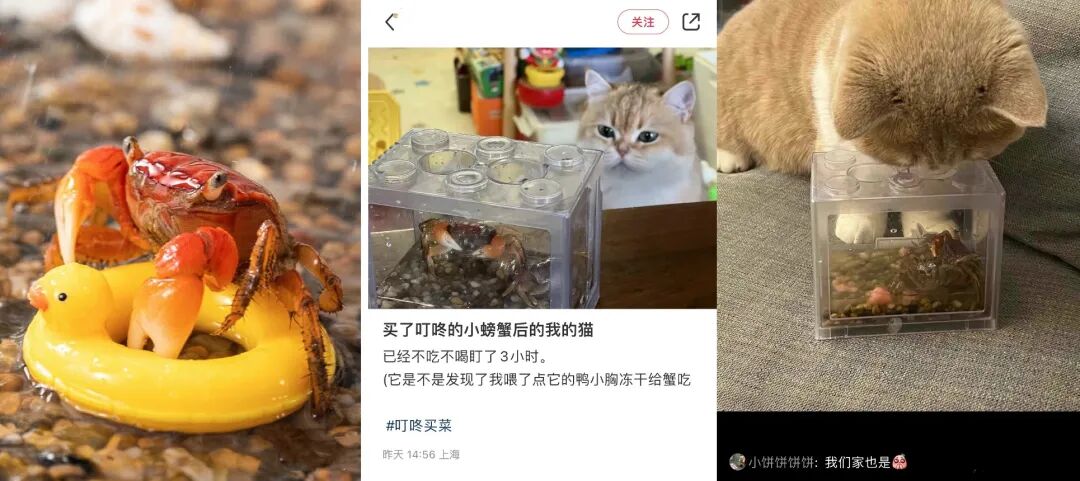 相守蟹社交媒体表现