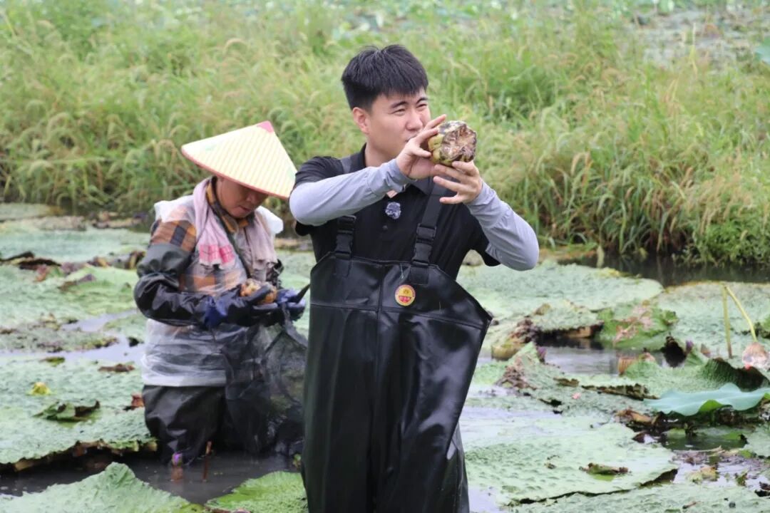 喜获“水中人参”  砖墙镇隆兴村鸡头米获丰产素材7.jpg
