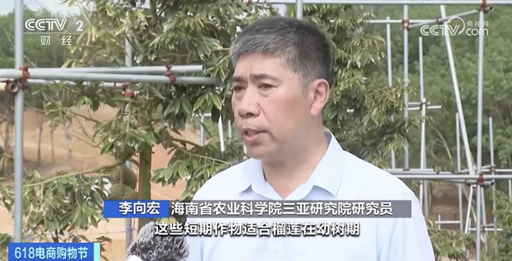 金枕榴莲几月份成熟上市_金枕榴莲几月份_金枕榴莲成熟季节