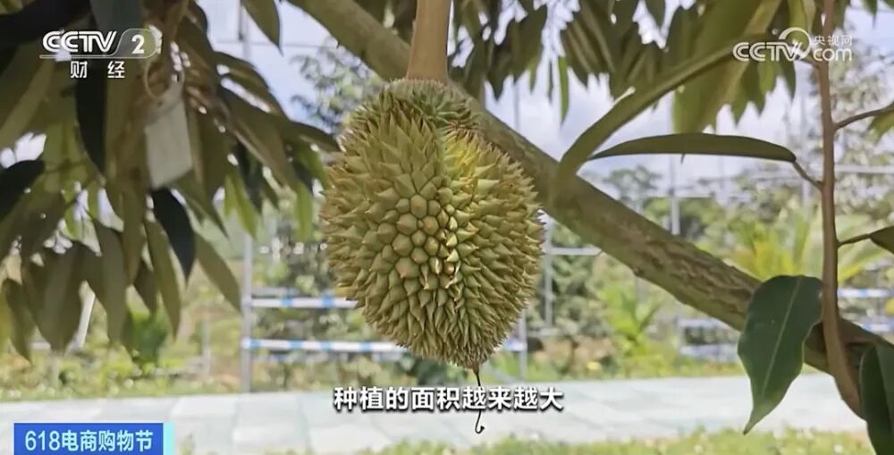 金枕榴莲成熟季节_金枕榴莲几月份_金枕榴莲几月份成熟上市