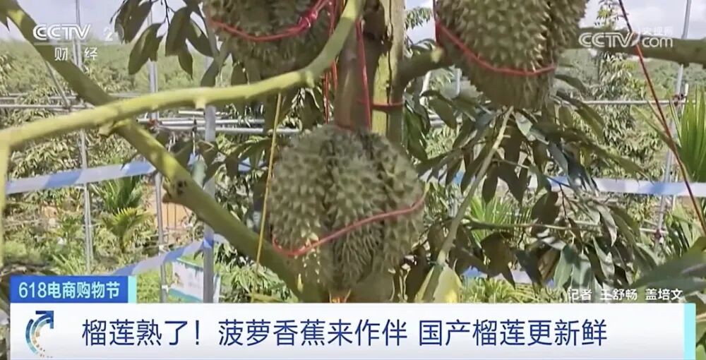 金枕榴莲几月份_金枕榴莲成熟季节_金枕榴莲几月份成熟上市