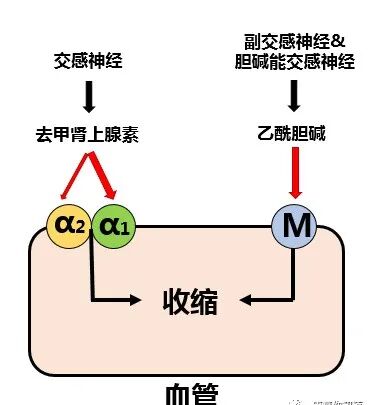 中频为什么能镇痛中频电疗法的治疗作用_https://www.jmylbn.com_新闻资讯_第2张