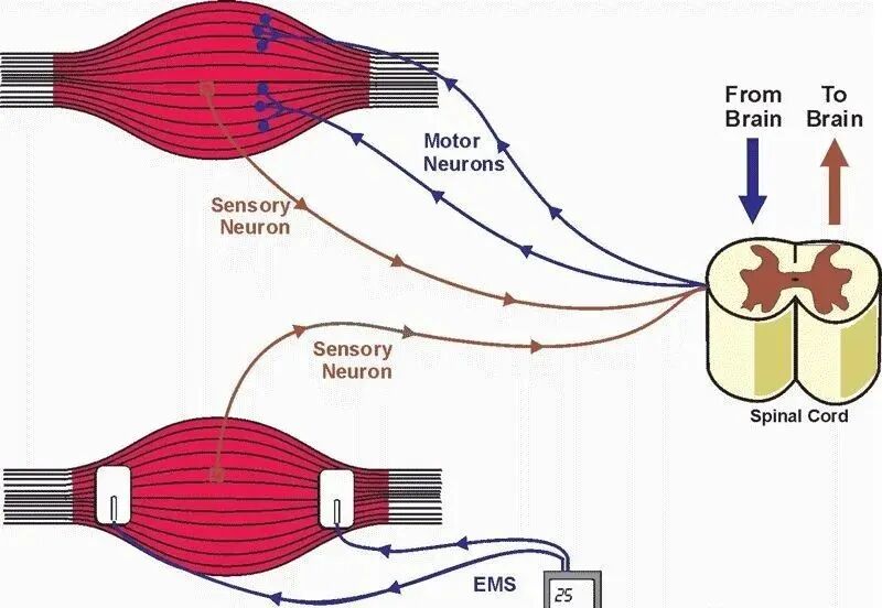 中频为什么能镇痛中频电疗法的治疗作用_https://www.jmylbn.com_新闻资讯_第3张