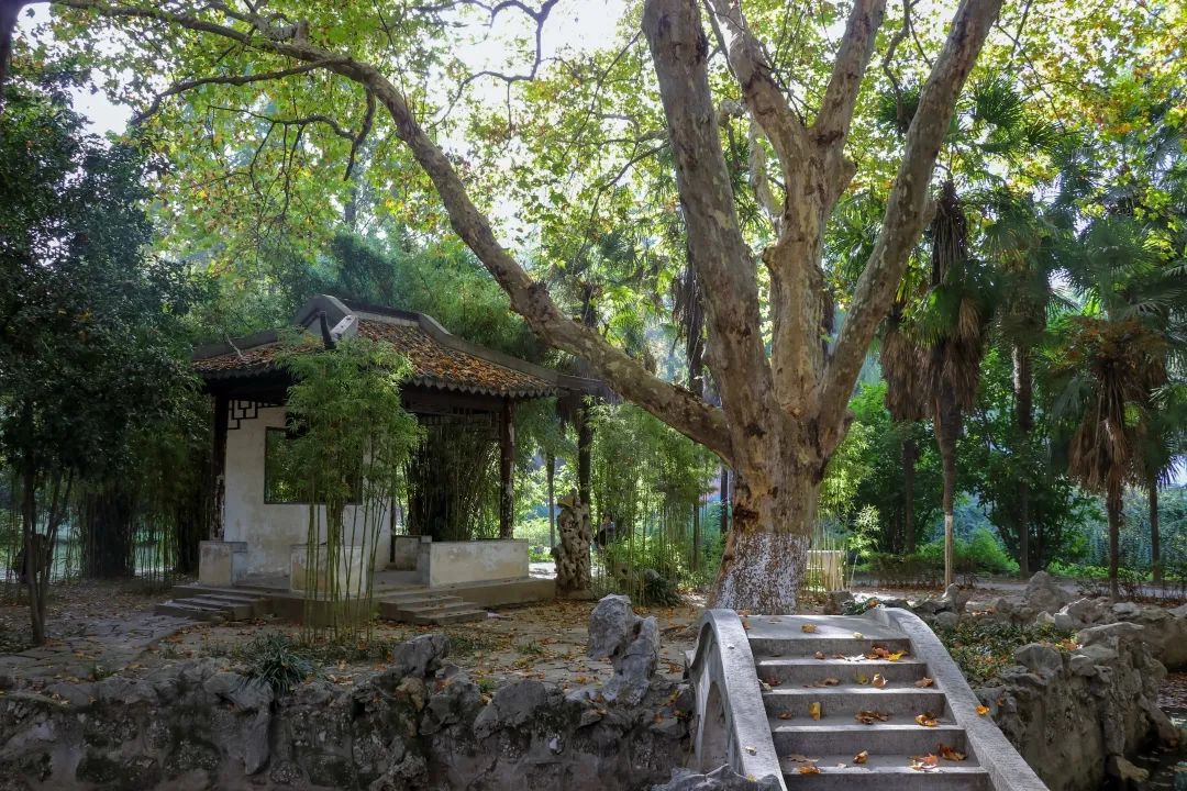 相较于简约,古朴,落落大方地矗立在眼镜湖畔的三好亭,四方亭则隐浸在