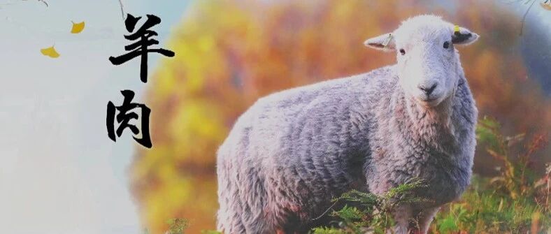 又到了吃羊肉的季节，但是您了解羊肉背后的养生功效吗？|健康之路
