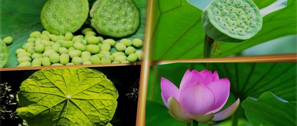 莲藕，莲子，山药的养生功效是什么？你可能还不知道！| 健康之路