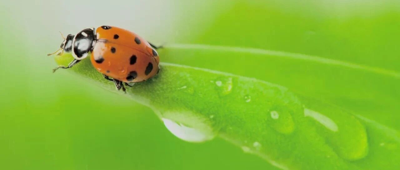 惊蛰到，这些问题提示您，该养肝血了！| 健康之路