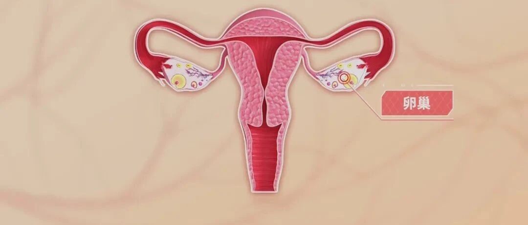 从怀孕生娃到月经健康，这三句话越早知道越好！| 健康之路