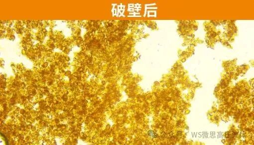 微思高壓均質機：現代中藥提取的“細胞破壁引擎