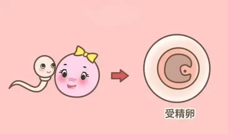 针上午排卵同房晚上打胎可以吗_上午打了排卵针晚上同房_早上打排卵针晚上同房