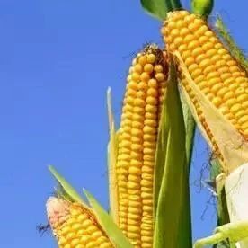 5月高粱进口激增171.4%，原来是因为玉米贵了！