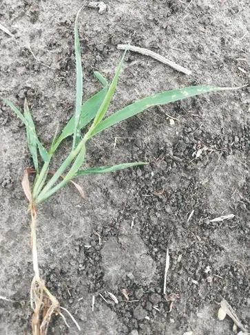 氯氟吡氧乙酸除草剂_氯氟吡氧乙酸除草剂使用方法_氯氟吡氧乙酸除草剂除什么草剂