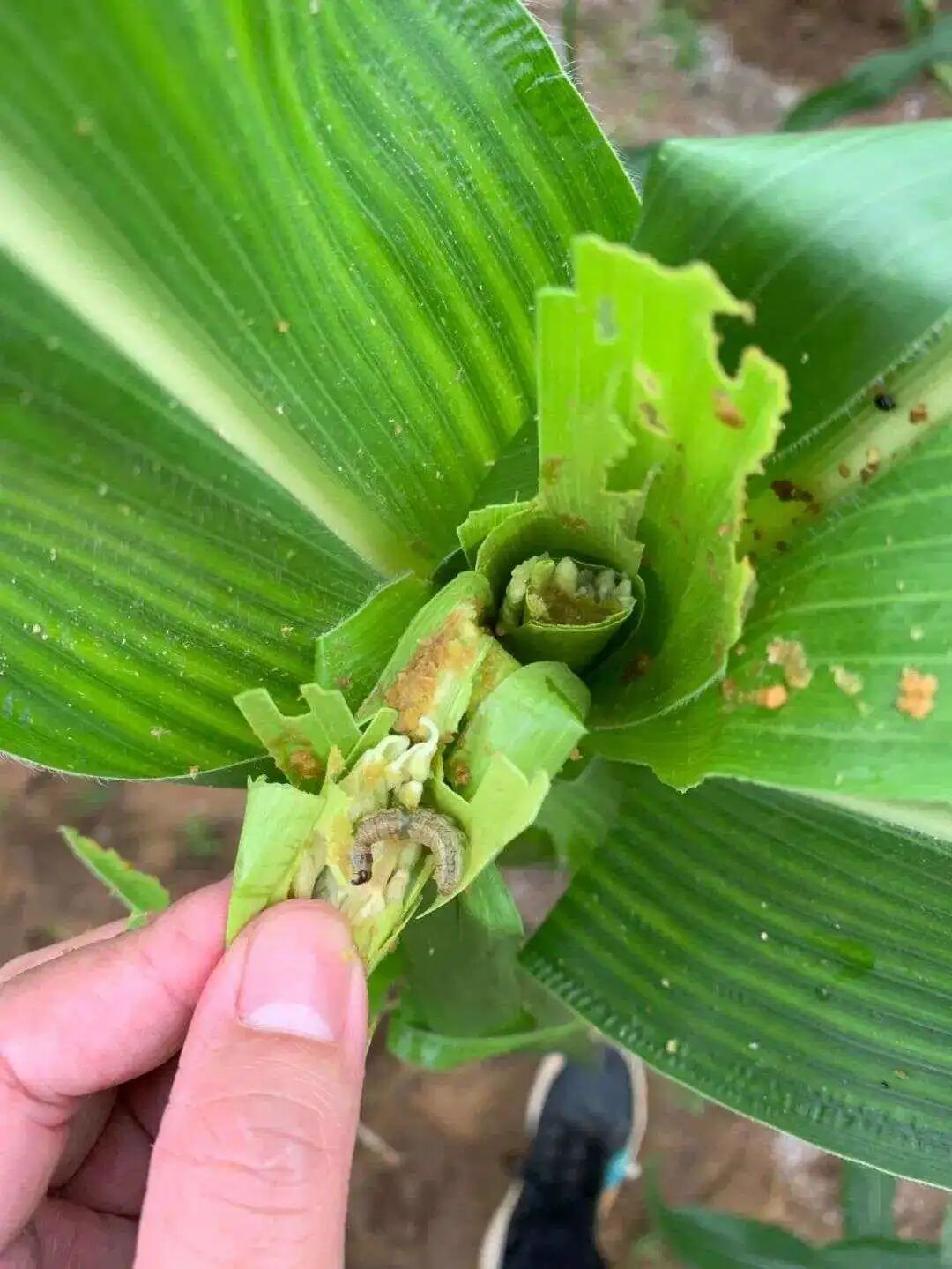 草地贪夜蛾,卷土重来,注意防治!