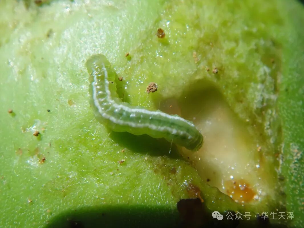 有哪些虫害特点?如何防治?