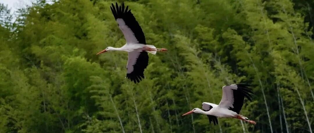 福州机场福利：亲子/学生免费住2晚酒店（含接送，截至6。30）