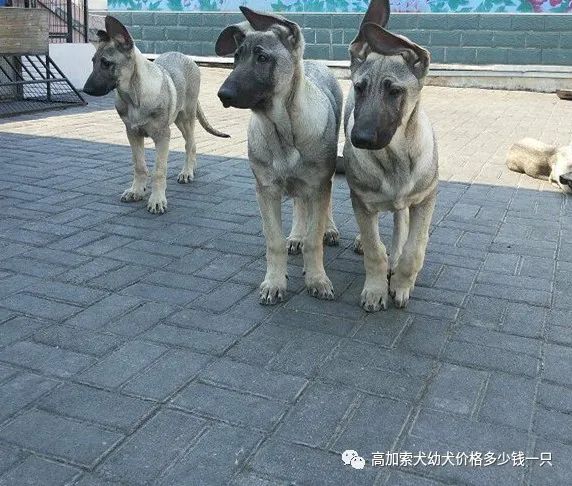 杜宾犬价格纯种小杜宾犬价格多少钱