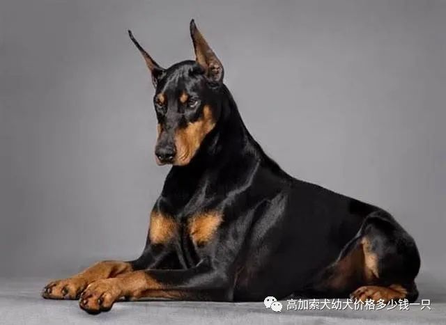 杜宾犬价格纯种小杜宾犬价格多少钱