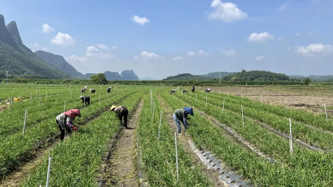 8月6日,在北泗镇瀑泉村韭菜苔种植基地,一垄垄翠绿的韭菜苔竞相成熟