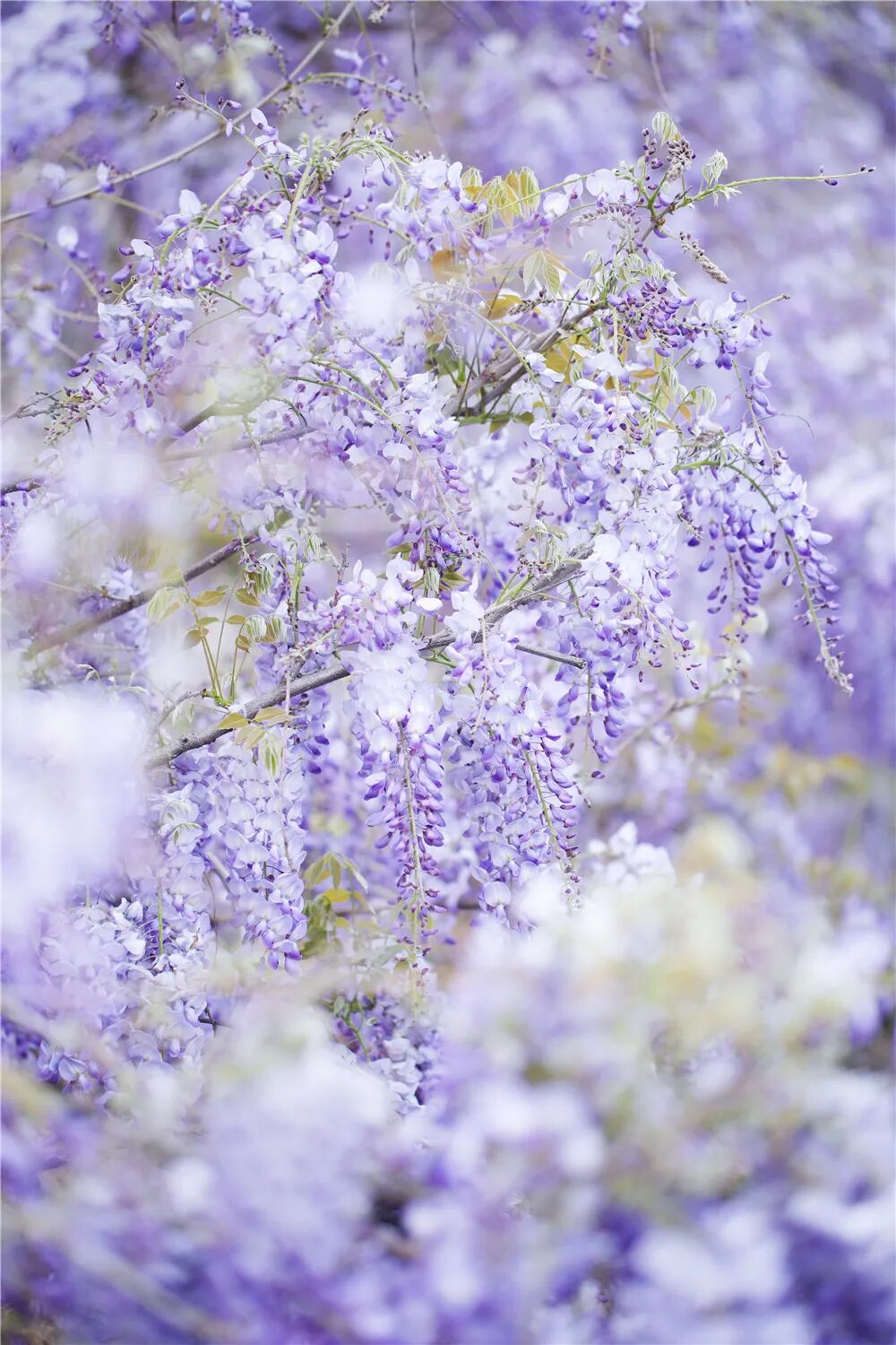 花瓣轻轻摇曳微风拂过形成一道道美丽的花廊如同瀑布般倾泻而下紫藤花