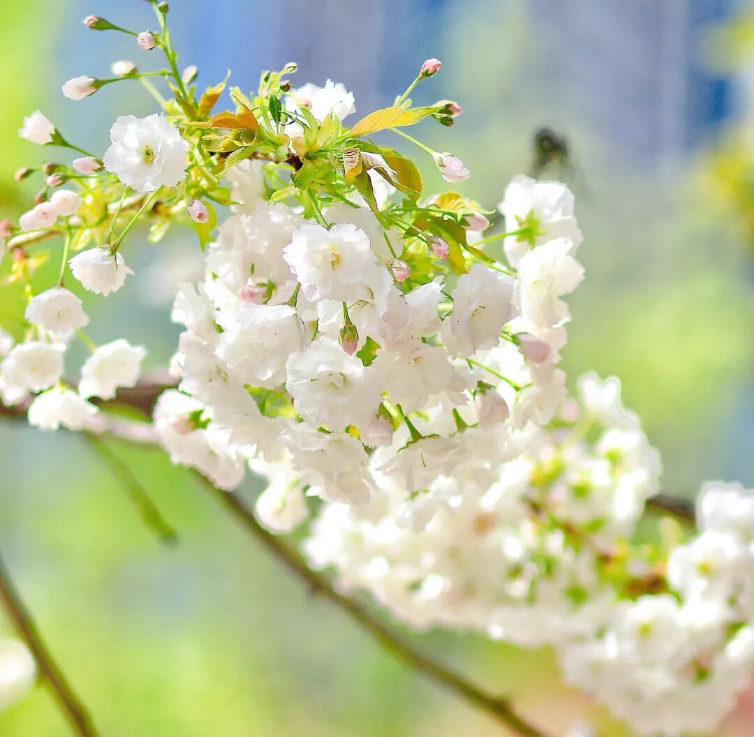 2024年西安踏春赏花指南