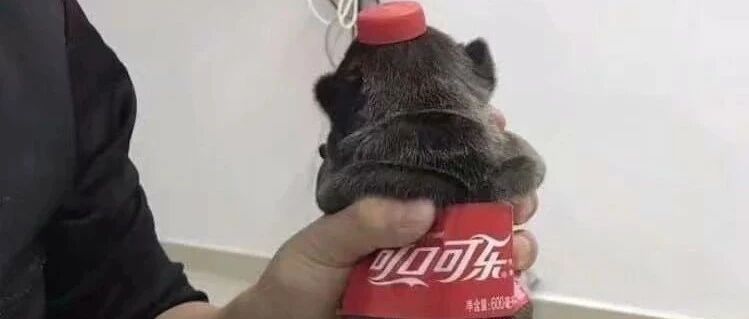 夏天了，来一瓶小狗吧~