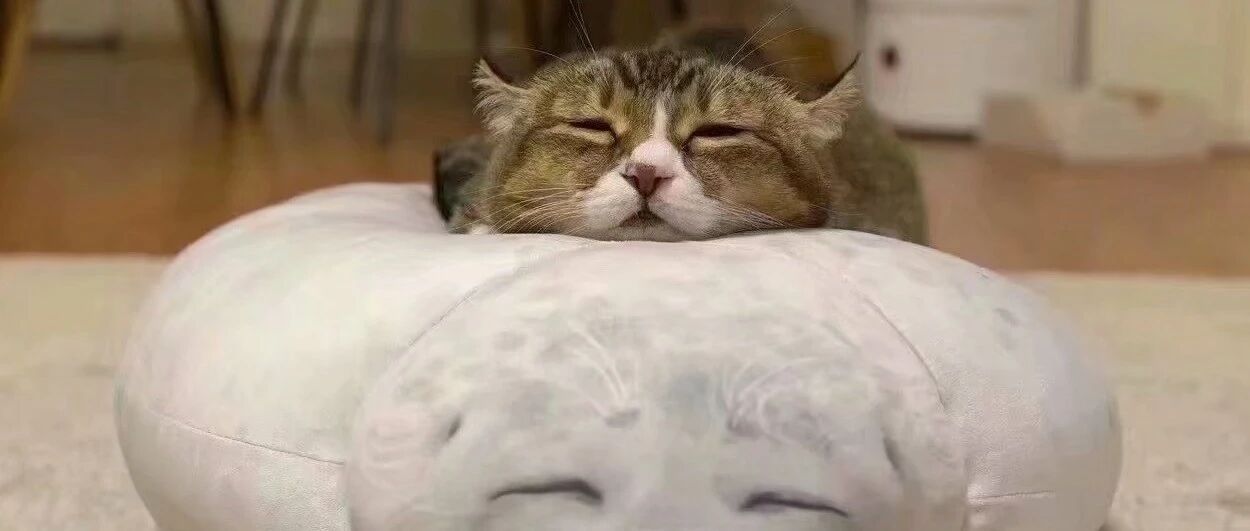 ​这是我见过的最安静的二哈和最二的主人