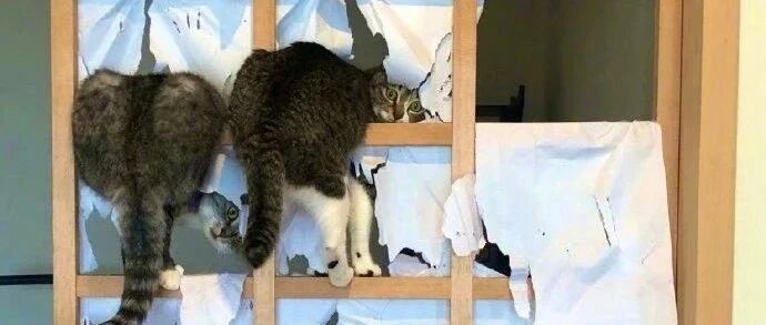 慎点！河马袭击饲养员！太可怕了！ ​​​​