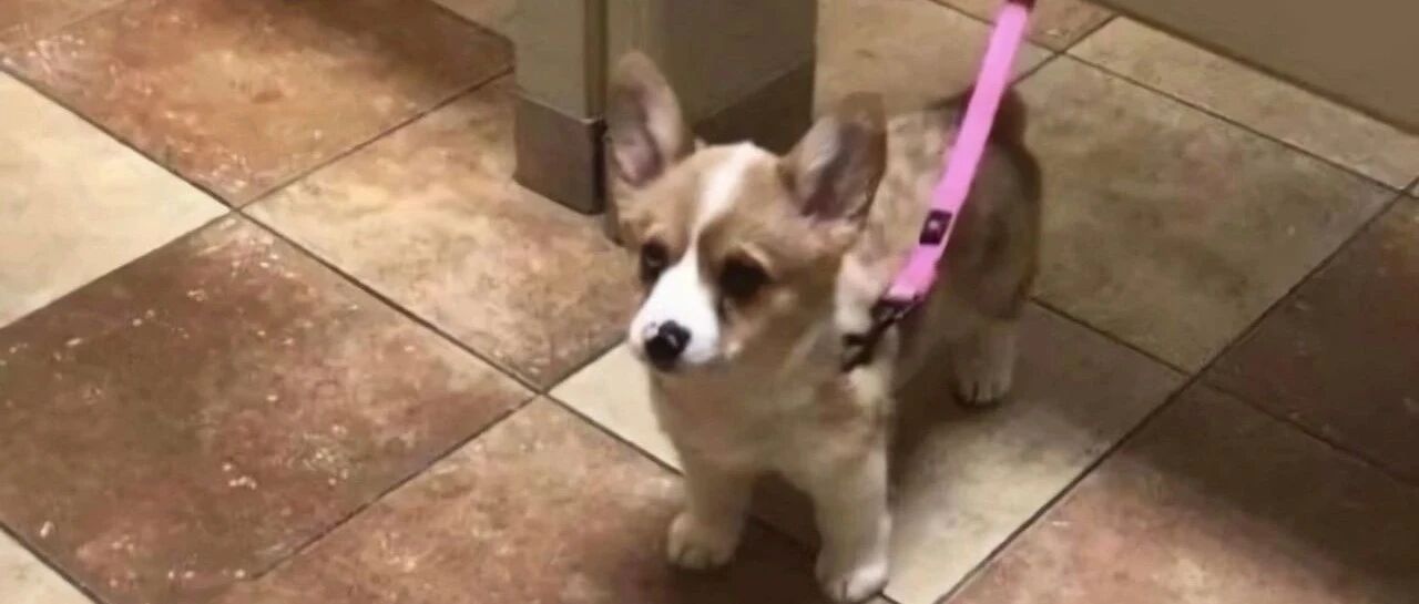 这个宝宝这么小就看了一场终生难忘的球赛 ​​​​