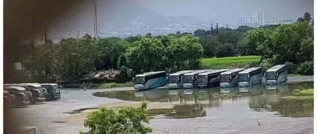 野生公交车喝水的珍贵照片