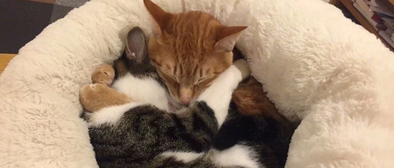 天气冷了，需要抱在一起睡觉才暖和！！