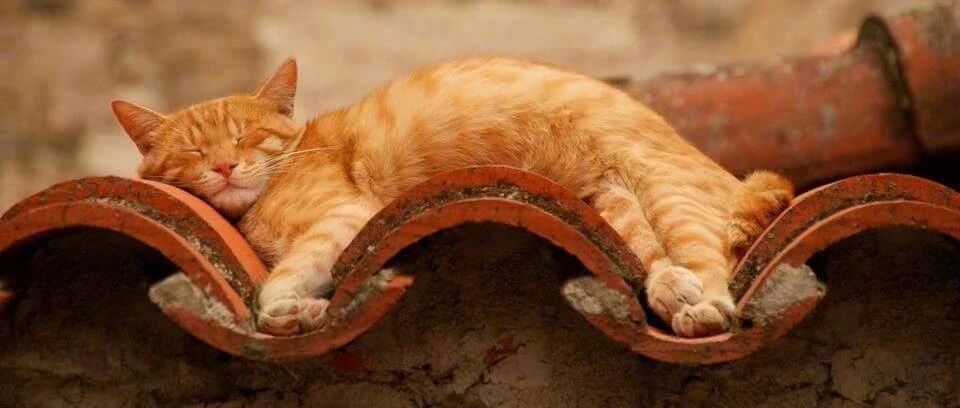 当一整个车上的人都拿到驾照了，而你......​