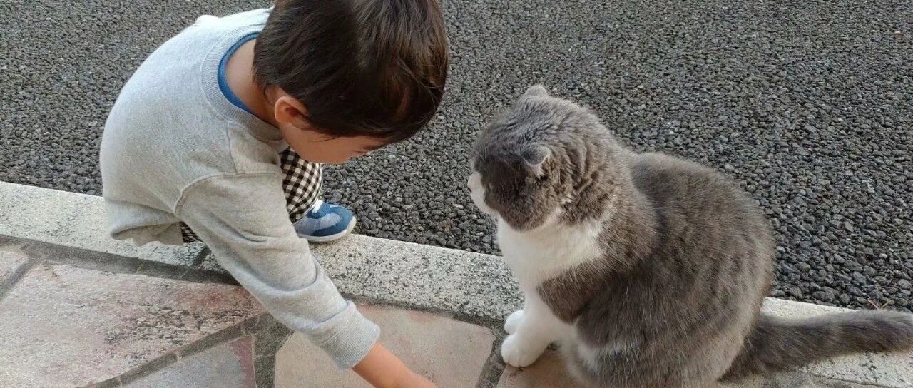 果然没人能抵挡猫猫的魅力