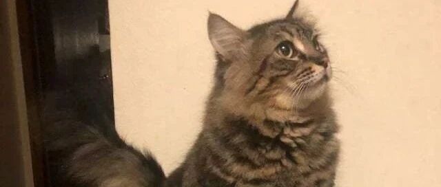 果然，仙女是不能做饭的！