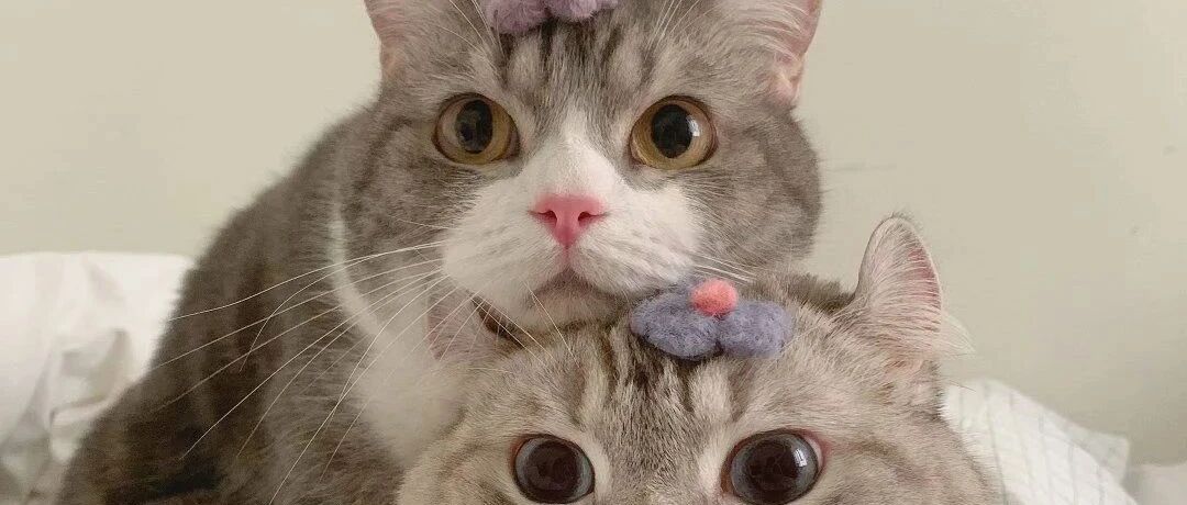 天呐，这是我见过跑得最欢脱的胖达了