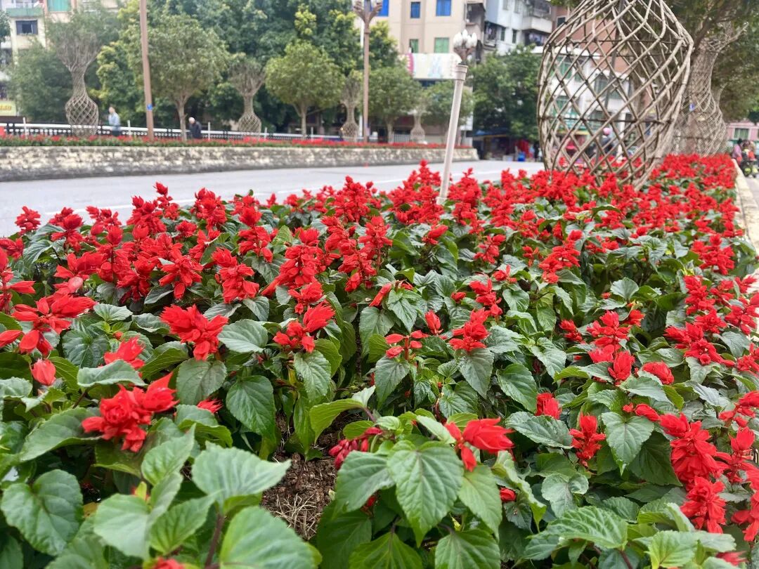 您现在的位置:>首页>新闻中心>广宁要闻>同时,县城管局园林所还会组织