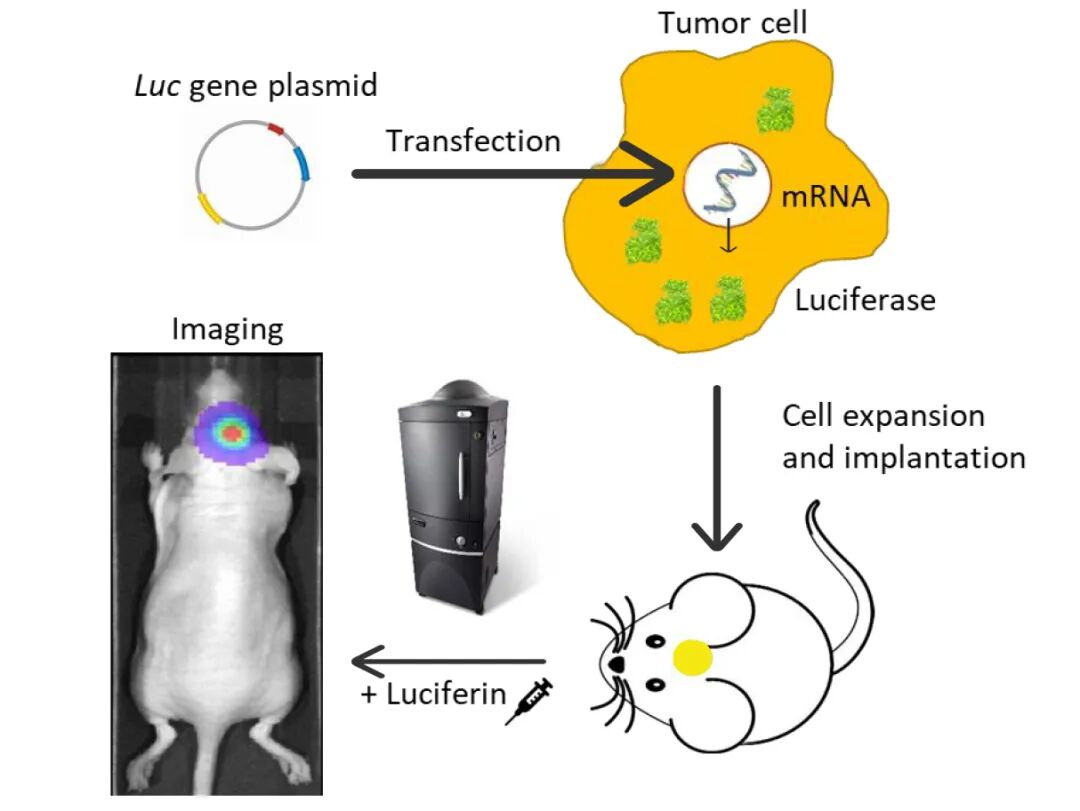 干货|小动物活体成像之生物发光精华篇