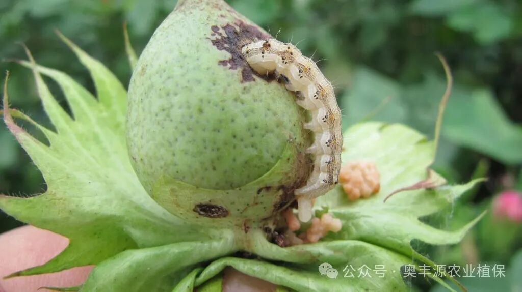 研究發(fā)現(xiàn)：棉鈴蟲與棉蚜互相克制——人民政協(xié)網(wǎng)