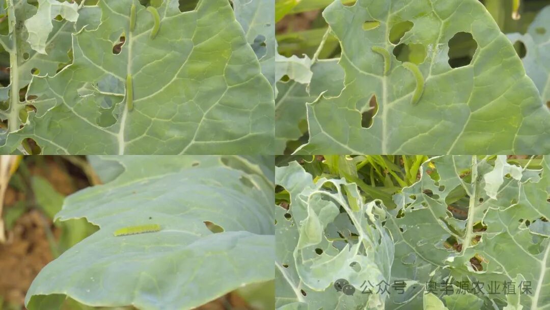 4K蟲害-菜青蟲-蟲子-害蟲吃青菜_視頻素材下載_編號:5081317_光廠(VJ師網(wǎng)) www.vjshi.com