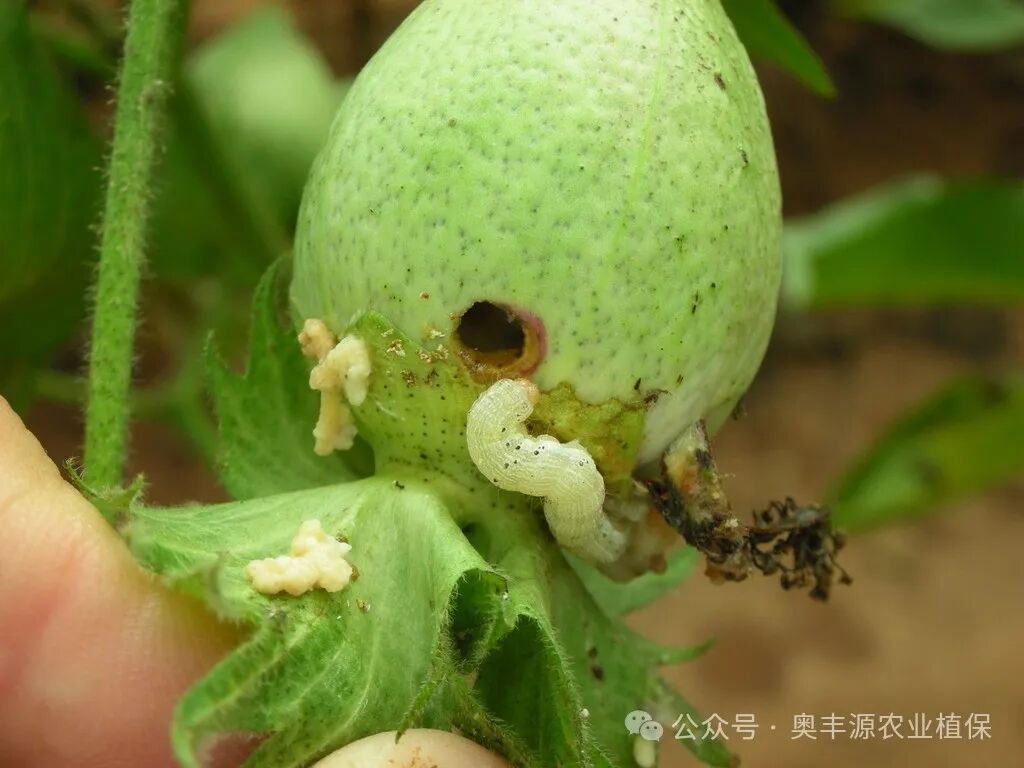 科學網(wǎng)—生物技術(shù)保護棉花免受蟲害 - 王琛柱的博文