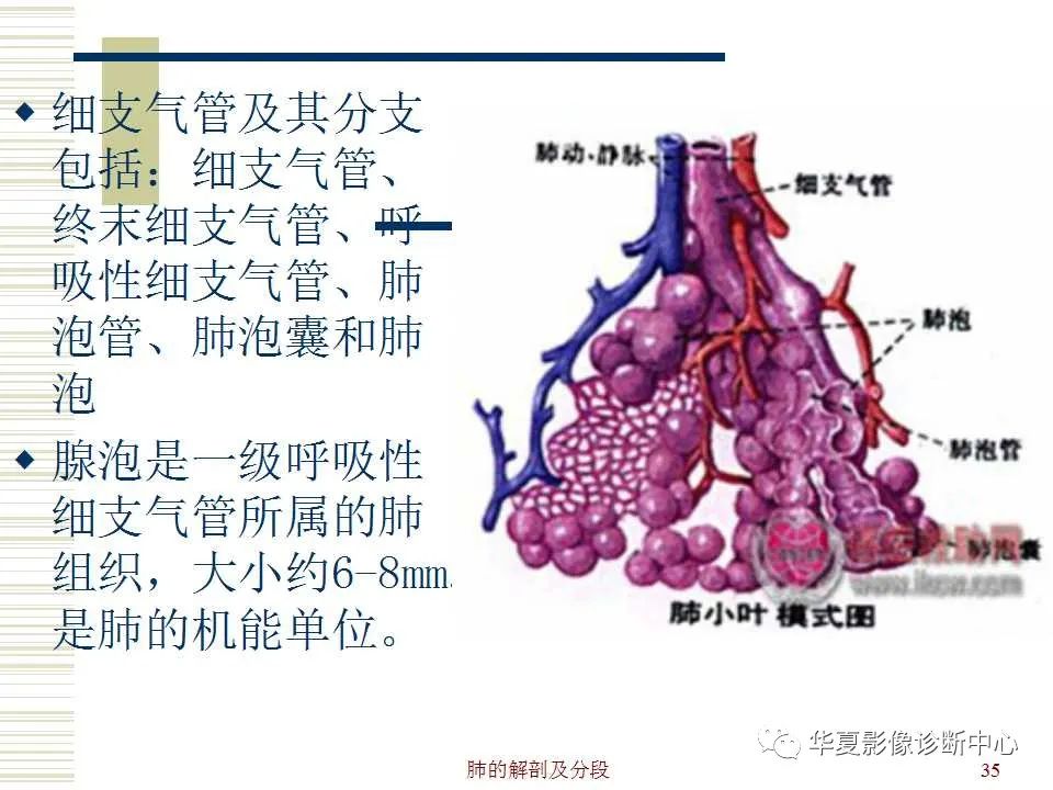 超詳盡的心臟大血管影像示意圖及肺部解剖與影像分段