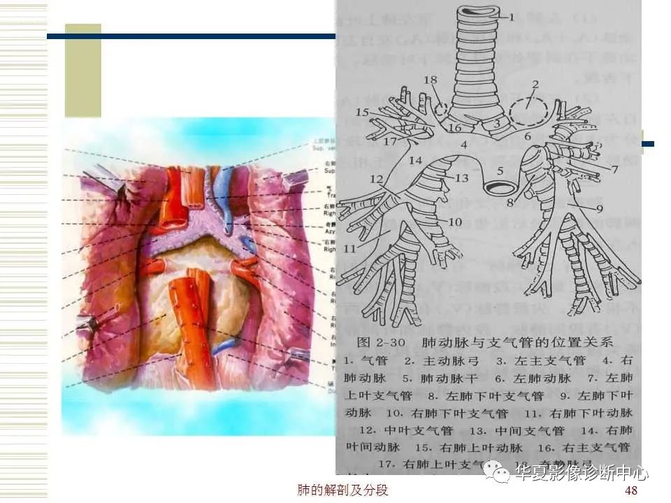 超詳盡的心臟大血管影像示意圖及肺部解剖與影像分段