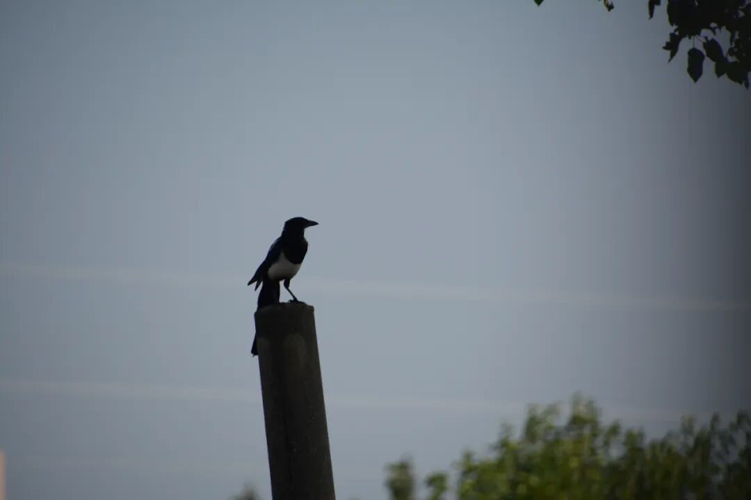 每日好诗|心里埋下一片云,等候另一个世界下雨