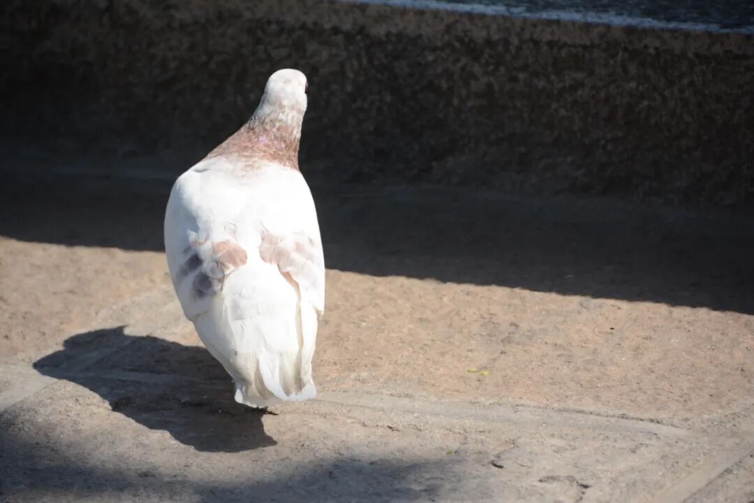 诗天子61诗刊|诗歌精选第354期