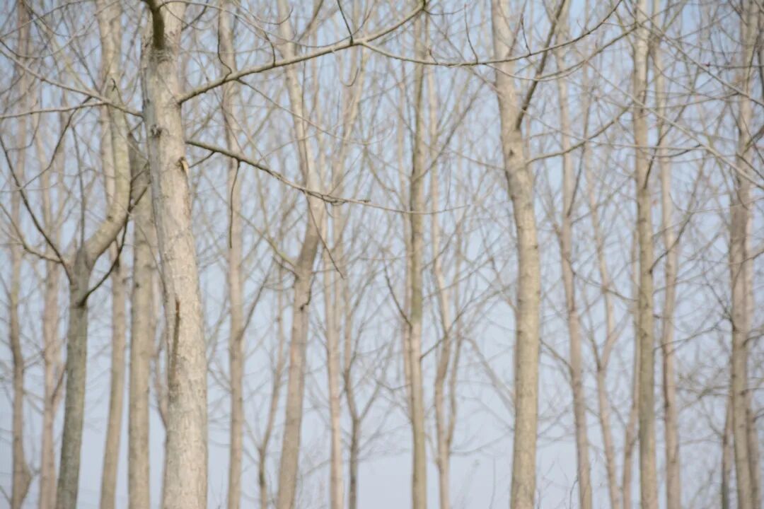 诗天子gf2022gf诗刊诗歌精选第262期