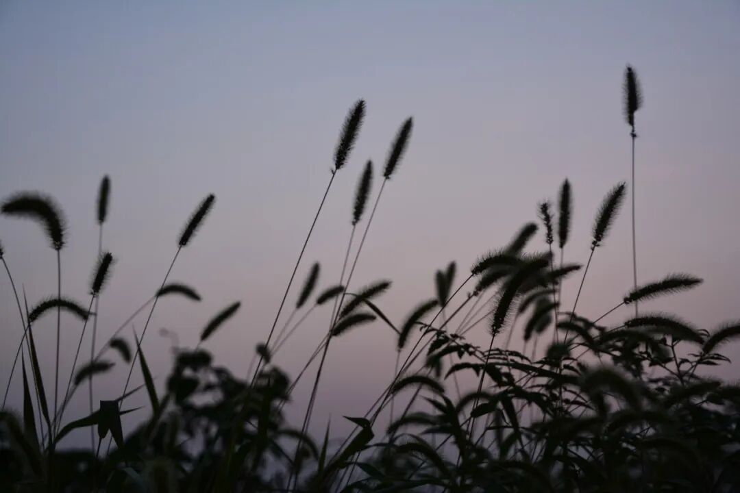 诗天子gf2022gf诗刊诗歌精选第271期