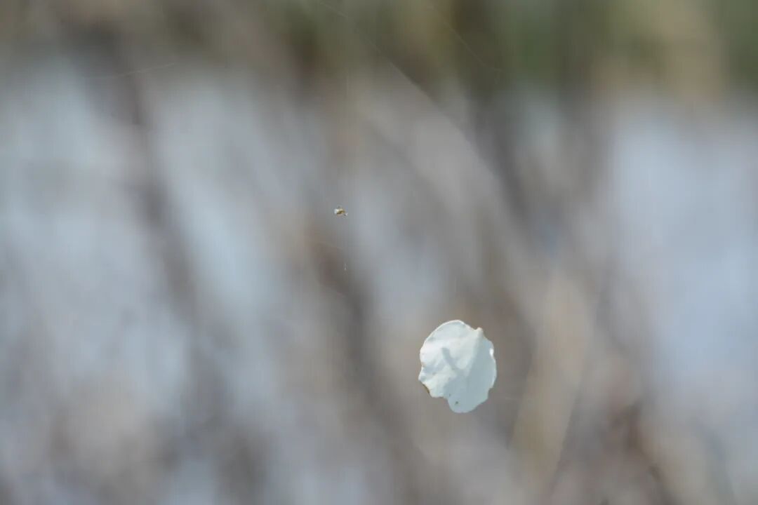 诗天子gf2022gf诗刊诗歌精选第280期