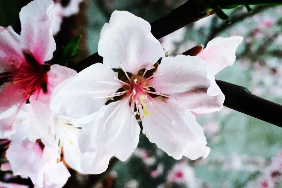 诗天子[gf]2022[/gf]诗刊|诗歌精选第339期