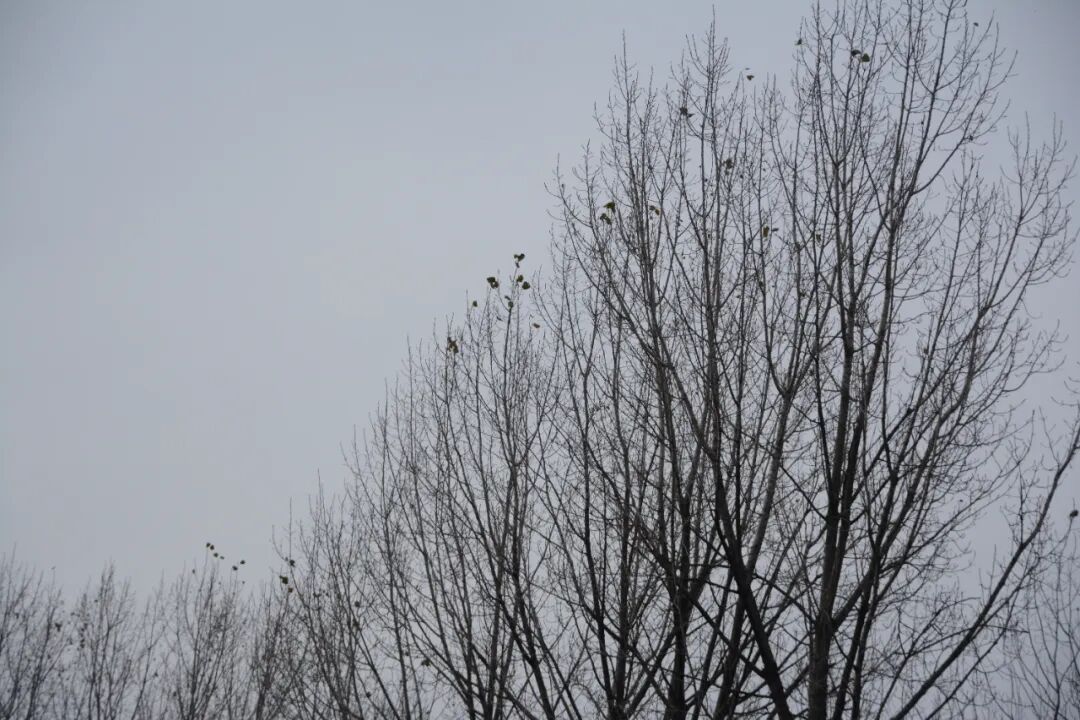 诗天子[gf]2022[/gf]诗刊|诗歌精选第337期